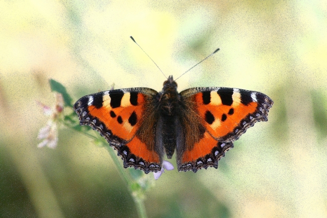 La mia prima Aglais urticae